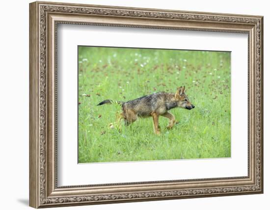 Minnesota, Sandstone, Minnesota Connection. Grey Wolf Pup Hunting-Rona Schwarz-Framed Photographic Print