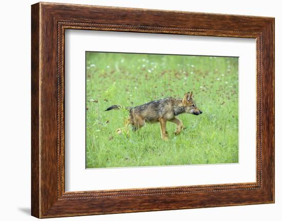 Minnesota, Sandstone, Minnesota Connection. Grey Wolf Pup Hunting-Rona Schwarz-Framed Photographic Print