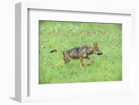 Minnesota, Sandstone, Minnesota Connection. Grey Wolf Pup Hunting-Rona Schwarz-Framed Photographic Print