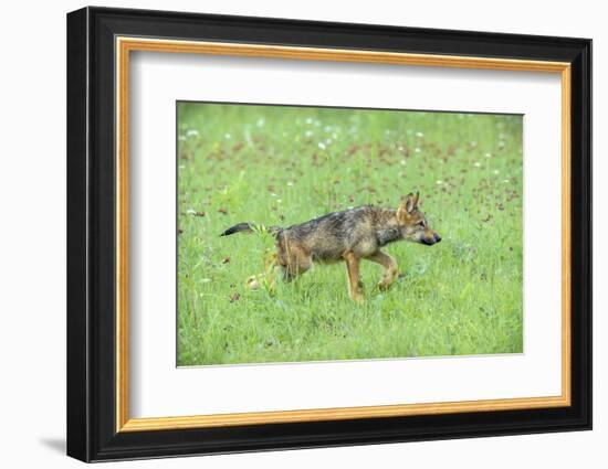 Minnesota, Sandstone, Minnesota Connection. Grey Wolf Pup Hunting-Rona Schwarz-Framed Photographic Print