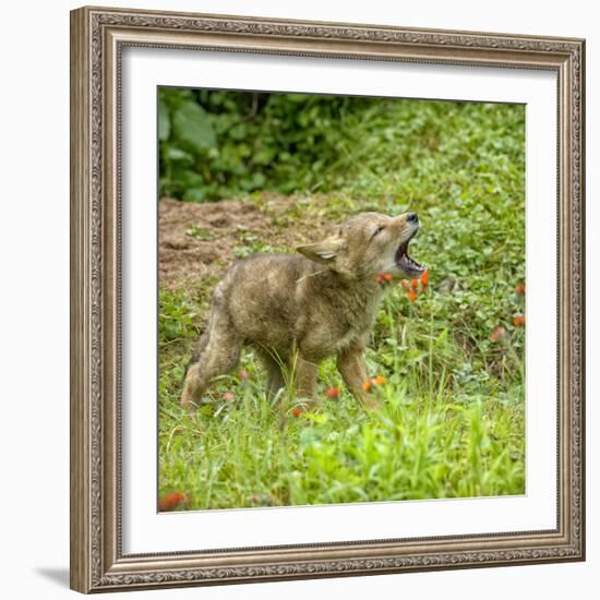 Minnesota, Sandstone, Minnesota Wildlife Connection. Coyote Howling-Rona Schwarz-Framed Photographic Print