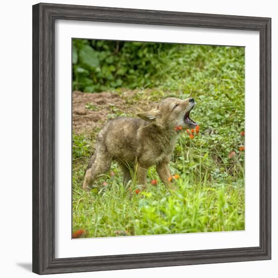 Minnesota, Sandstone, Minnesota Wildlife Connection. Coyote Howling-Rona Schwarz-Framed Photographic Print