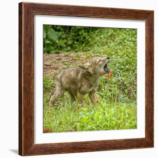 Minnesota, Sandstone, Minnesota Wildlife Connection. Coyote Howling-Rona Schwarz-Framed Photographic Print