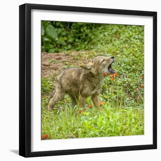 Minnesota, Sandstone, Minnesota Wildlife Connection. Coyote Howling-Rona Schwarz-Framed Photographic Print