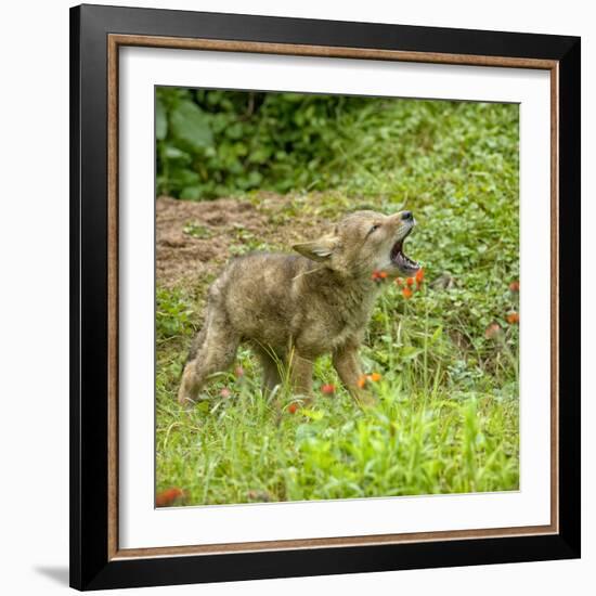 Minnesota, Sandstone, Minnesota Wildlife Connection. Coyote Howling-Rona Schwarz-Framed Photographic Print