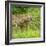 Minnesota, Sandstone, Minnesota Wildlife Connection. Coyote Howling-Rona Schwarz-Framed Photographic Print