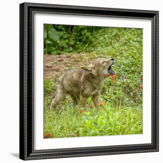 Minnesota, Sandstone, Minnesota Wildlife Connection. Coyote Howling-Rona Schwarz-Framed Photographic Print