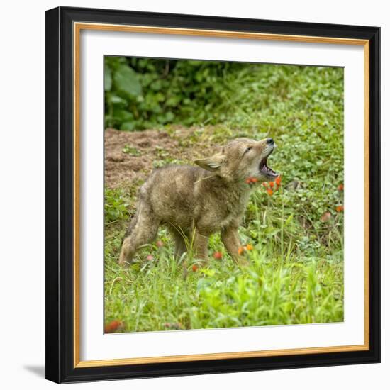 Minnesota, Sandstone, Minnesota Wildlife Connection. Coyote Howling-Rona Schwarz-Framed Photographic Print