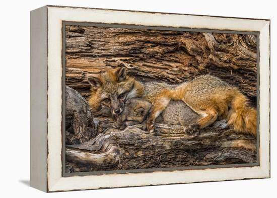 Minnesota, Sandstone, Minnesota Wildlife Connection. Grey Fox and Kit-Rona Schwarz-Framed Premier Image Canvas