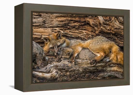 Minnesota, Sandstone, Minnesota Wildlife Connection. Grey Fox and Kit-Rona Schwarz-Framed Premier Image Canvas