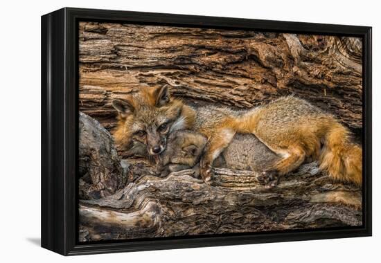 Minnesota, Sandstone, Minnesota Wildlife Connection. Grey Fox and Kit-Rona Schwarz-Framed Premier Image Canvas