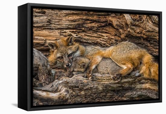 Minnesota, Sandstone, Minnesota Wildlife Connection. Grey Fox and Kit-Rona Schwarz-Framed Premier Image Canvas