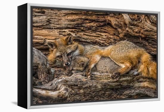 Minnesota, Sandstone, Minnesota Wildlife Connection. Grey Fox and Kit-Rona Schwarz-Framed Premier Image Canvas