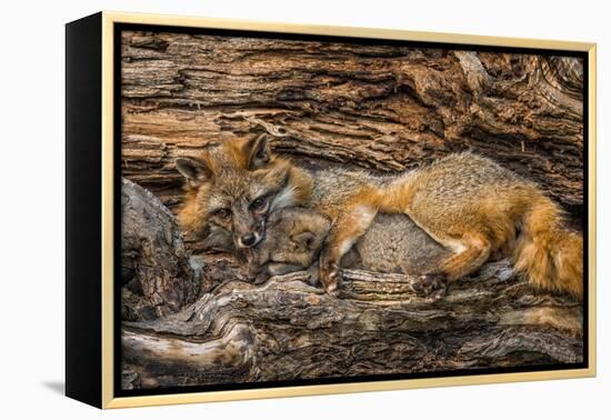 Minnesota, Sandstone, Minnesota Wildlife Connection. Grey Fox and Kit-Rona Schwarz-Framed Premier Image Canvas