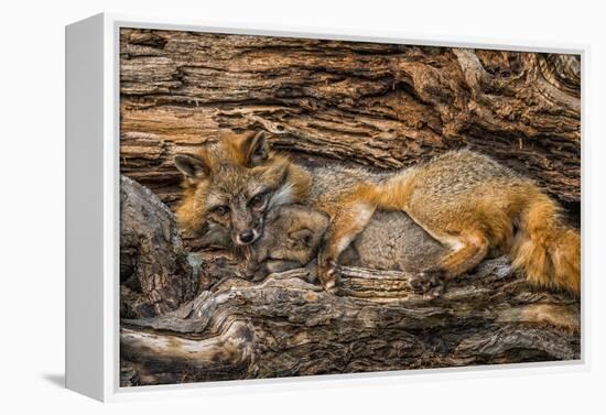 Minnesota, Sandstone, Minnesota Wildlife Connection. Grey Fox and Kit-Rona Schwarz-Framed Premier Image Canvas