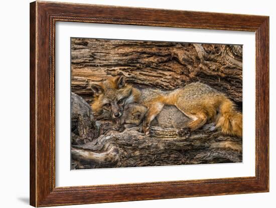 Minnesota, Sandstone, Minnesota Wildlife Connection. Grey Fox and Kit-Rona Schwarz-Framed Photographic Print