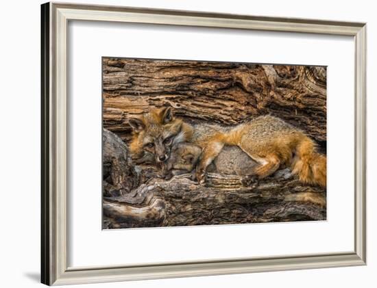 Minnesota, Sandstone, Minnesota Wildlife Connection. Grey Fox and Kit-Rona Schwarz-Framed Photographic Print