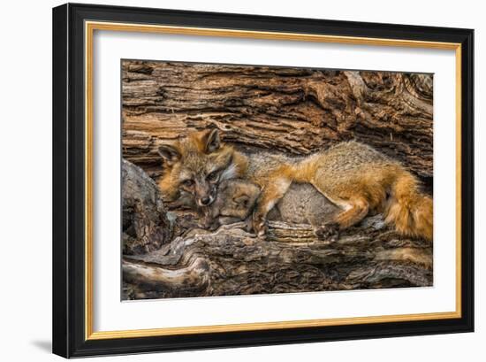 Minnesota, Sandstone, Minnesota Wildlife Connection. Grey Fox and Kit-Rona Schwarz-Framed Photographic Print