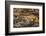 Minnesota, Sandstone, Minnesota Wildlife Connection. Grey Fox and Kit-Rona Schwarz-Framed Photographic Print