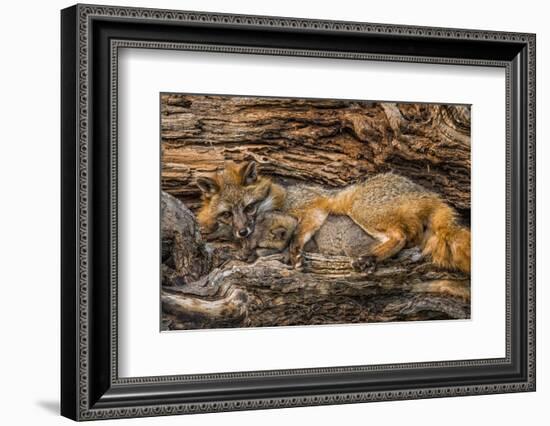 Minnesota, Sandstone, Minnesota Wildlife Connection. Grey Fox and Kit-Rona Schwarz-Framed Photographic Print