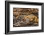 Minnesota, Sandstone, Minnesota Wildlife Connection. Grey Fox and Kit-Rona Schwarz-Framed Photographic Print