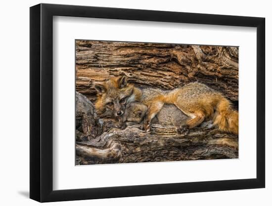 Minnesota, Sandstone, Minnesota Wildlife Connection. Grey Fox and Kit-Rona Schwarz-Framed Premium Photographic Print