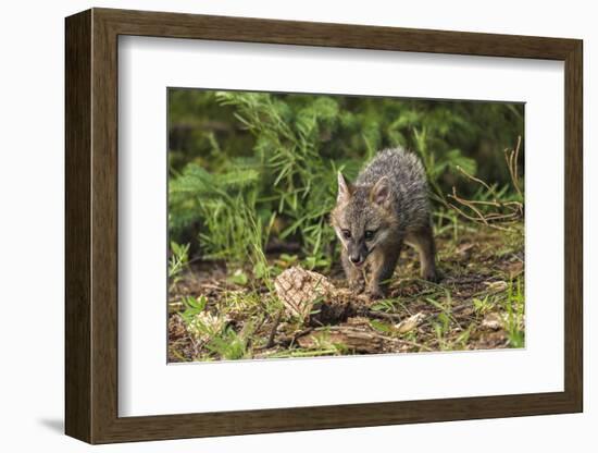 Minnesota, Sandstone, Minnesota Wildlife Connection. Grey Fox Kit-Rona Schwarz-Framed Photographic Print