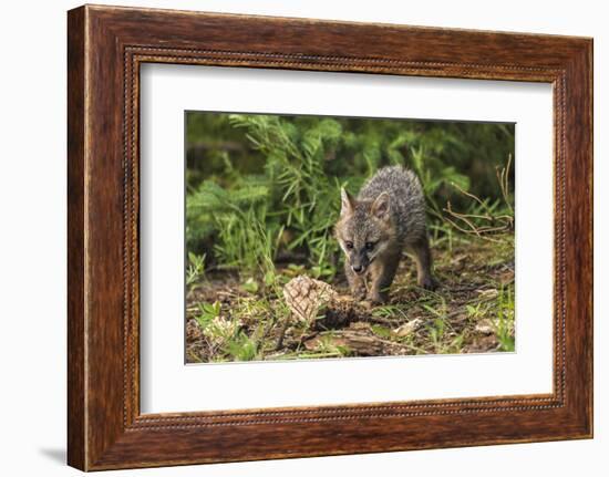 Minnesota, Sandstone, Minnesota Wildlife Connection. Grey Fox Kit-Rona Schwarz-Framed Photographic Print