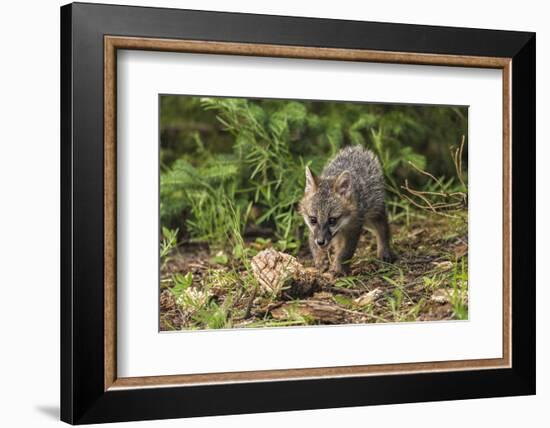 Minnesota, Sandstone, Minnesota Wildlife Connection. Grey Fox Kit-Rona Schwarz-Framed Photographic Print