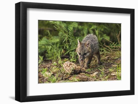 Minnesota, Sandstone, Minnesota Wildlife Connection. Grey Fox Kit-Rona Schwarz-Framed Photographic Print
