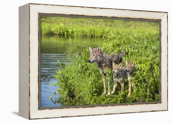 Minnesota, Sandstone, Minnesota Wildlife Connection. Grey Wolf and Pup-Rona Schwarz-Framed Premier Image Canvas