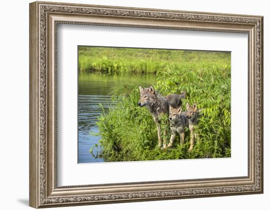 Minnesota, Sandstone, Minnesota Wildlife Connection. Grey Wolf and Pup-Rona Schwarz-Framed Photographic Print