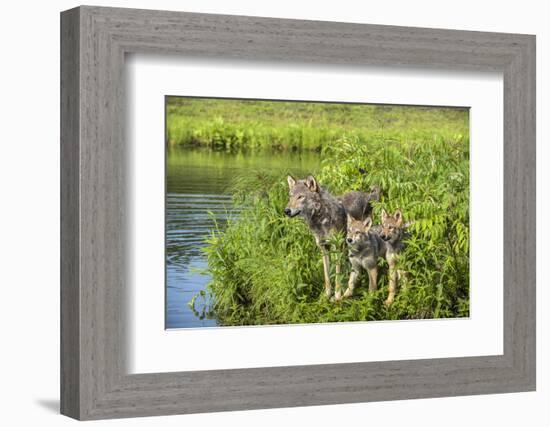 Minnesota, Sandstone, Minnesota Wildlife Connection. Grey Wolf and Pup-Rona Schwarz-Framed Photographic Print