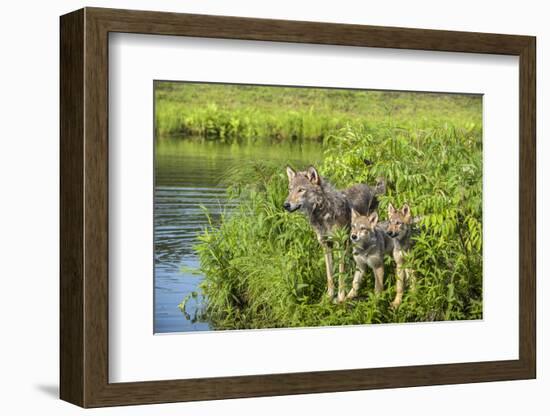 Minnesota, Sandstone, Minnesota Wildlife Connection. Grey Wolf and Pup-Rona Schwarz-Framed Photographic Print