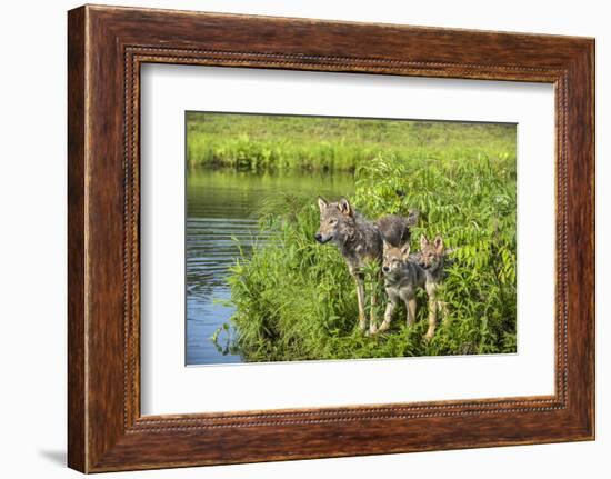 Minnesota, Sandstone, Minnesota Wildlife Connection. Grey Wolf and Pup-Rona Schwarz-Framed Photographic Print