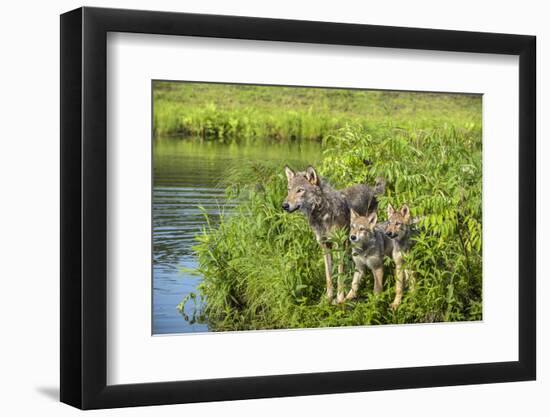 Minnesota, Sandstone, Minnesota Wildlife Connection. Grey Wolf and Pup-Rona Schwarz-Framed Photographic Print