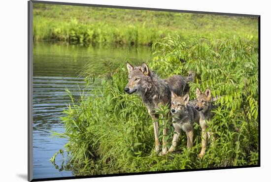 Minnesota, Sandstone, Minnesota Wildlife Connection. Grey Wolf and Pup-Rona Schwarz-Mounted Photographic Print