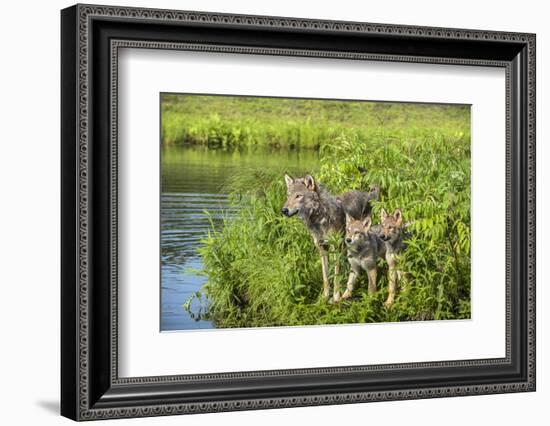 Minnesota, Sandstone, Minnesota Wildlife Connection. Grey Wolf and Pup-Rona Schwarz-Framed Photographic Print