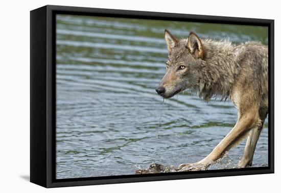 Minnesota, Sandstone, Minnesota Wildlife Connection. Grey Wolf on Log-Rona Schwarz-Framed Premier Image Canvas