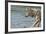 Minnesota, Sandstone, Minnesota Wildlife Connection. Grey Wolf on Log-Rona Schwarz-Framed Photographic Print