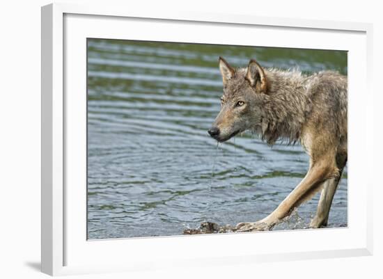 Minnesota, Sandstone, Minnesota Wildlife Connection. Grey Wolf on Log-Rona Schwarz-Framed Photographic Print