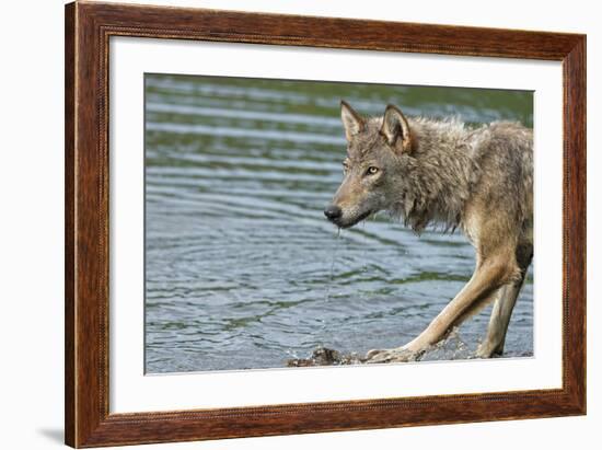 Minnesota, Sandstone, Minnesota Wildlife Connection. Grey Wolf on Log-Rona Schwarz-Framed Photographic Print