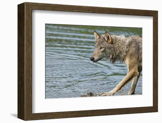 Minnesota, Sandstone, Minnesota Wildlife Connection. Grey Wolf on Log-Rona Schwarz-Framed Photographic Print