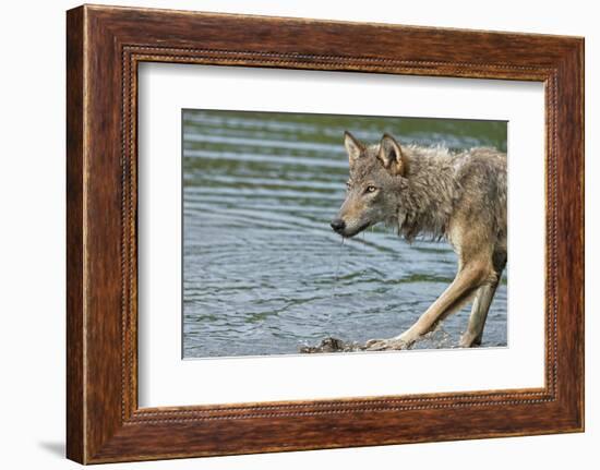 Minnesota, Sandstone, Minnesota Wildlife Connection. Grey Wolf on Log-Rona Schwarz-Framed Photographic Print