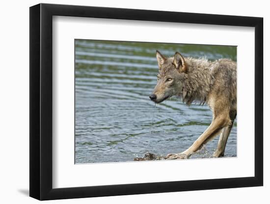 Minnesota, Sandstone, Minnesota Wildlife Connection. Grey Wolf on Log-Rona Schwarz-Framed Photographic Print