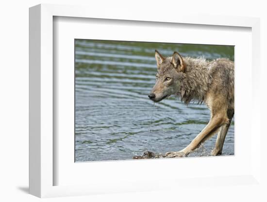 Minnesota, Sandstone, Minnesota Wildlife Connection. Grey Wolf on Log-Rona Schwarz-Framed Photographic Print