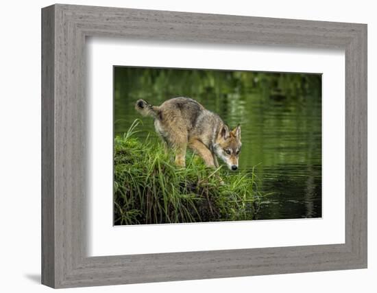 Minnesota, Sandstone, Minnesota Wildlife Connection. Grey Wolf Pup-Rona Schwarz-Framed Photographic Print