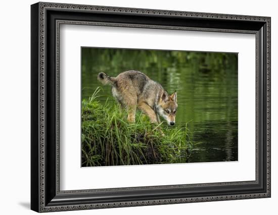 Minnesota, Sandstone, Minnesota Wildlife Connection. Grey Wolf Pup-Rona Schwarz-Framed Photographic Print