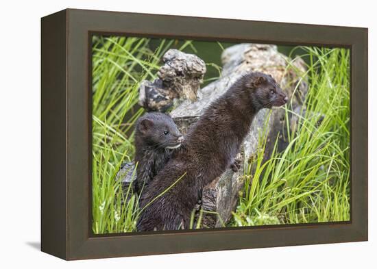 Minnesota, Sandstone, Minnesota Wildlife Connection. Two Mink Kits-Rona Schwarz-Framed Premier Image Canvas