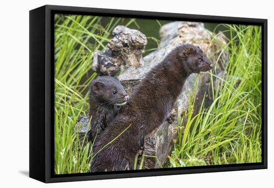 Minnesota, Sandstone, Minnesota Wildlife Connection. Two Mink Kits-Rona Schwarz-Framed Premier Image Canvas